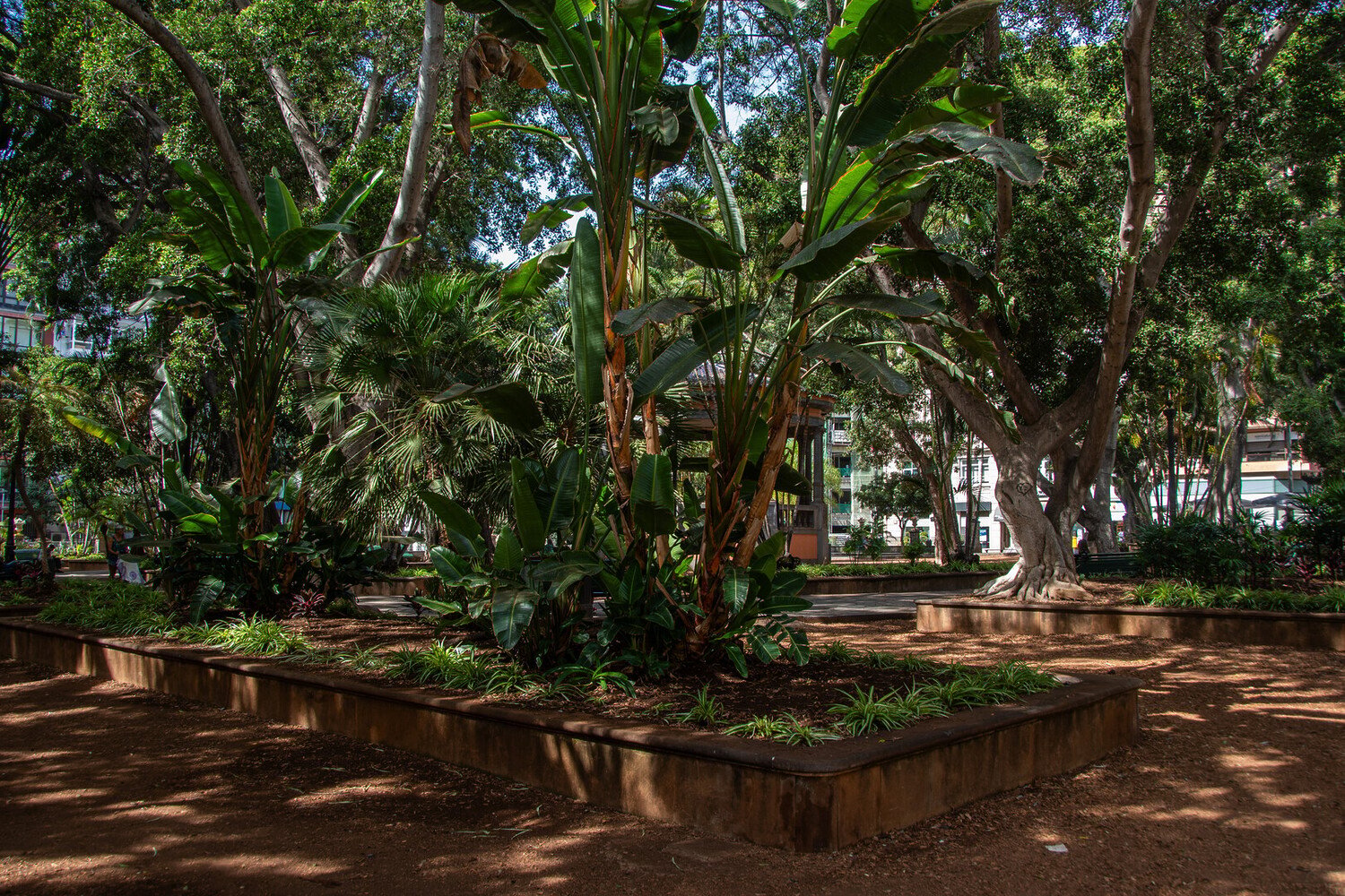 Best Things to Do in Santa Cruz de Tenerife: Must-See Activities - 2026 - 20 - things to do in santa cruz de tenerife things to do in santa cruz de tenerife - Best Things to Do in Santa Cruz de Tenerife: Must-See Activities - 2026 - 19