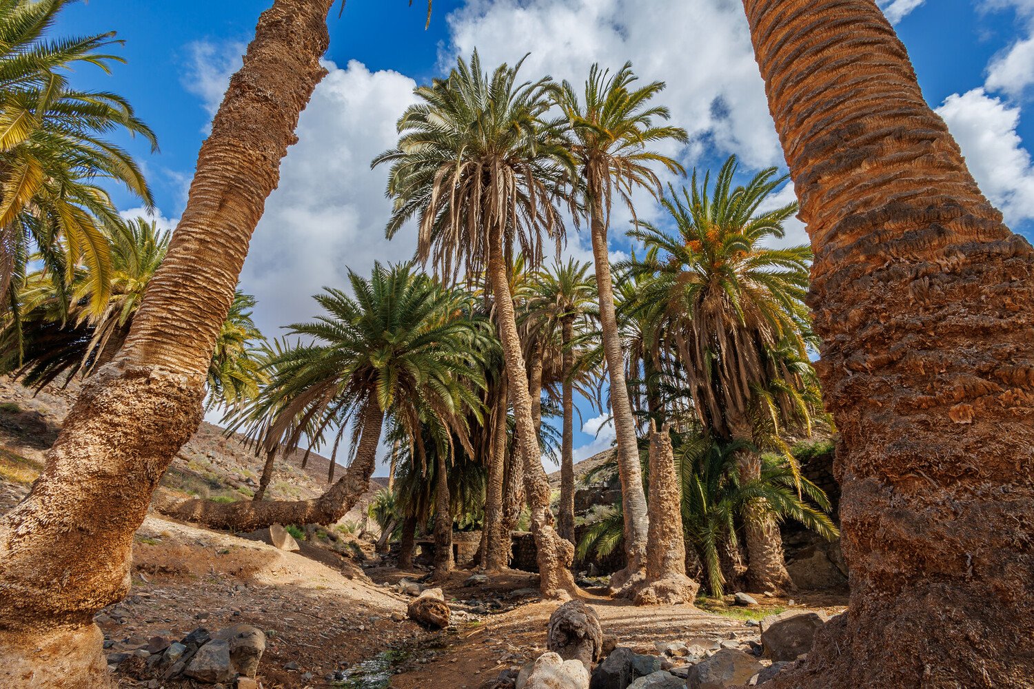 Que faire à Fuerteventura : Des paysages lunaires aux plages de rêve - 2026 - 16 - fuerteventura fuerteventura - Que faire à Fuerteventura : Des paysages lunaires aux plages de rêve - 2026 - 15