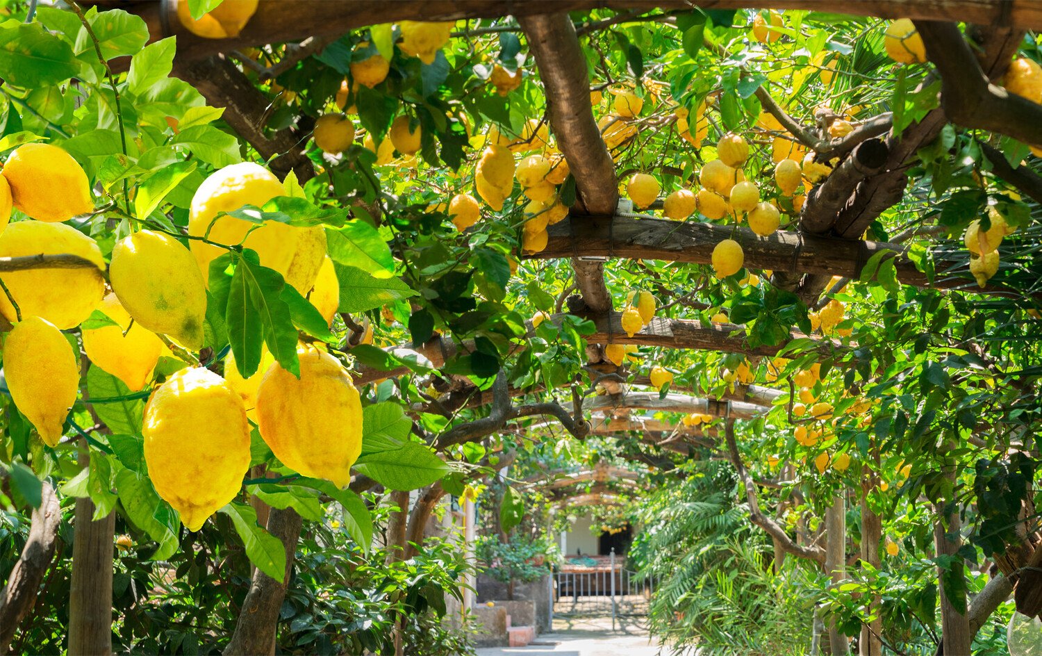 Que faire à Sorrente : Les incontournables, entre falaises et Limoncello - 2026 - 8 - sorrente sorrente - Que faire à Sorrente : Les incontournables, entre falaises et Limoncello - 2026 - 7