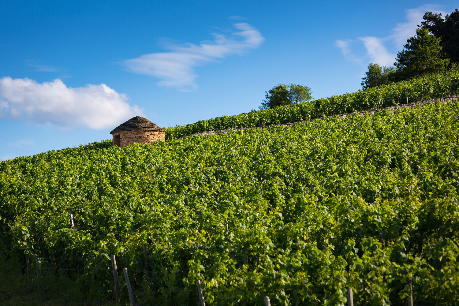 Visiter la Bourgogne en voiture : Road trip sur la route des grands crus - 2026 - 9 - visiter la bourgogne en voiture visiter la bourgogne en voiture - Visiter la Bourgogne en voiture : Road trip sur la route des grands crus - 2026 - 8