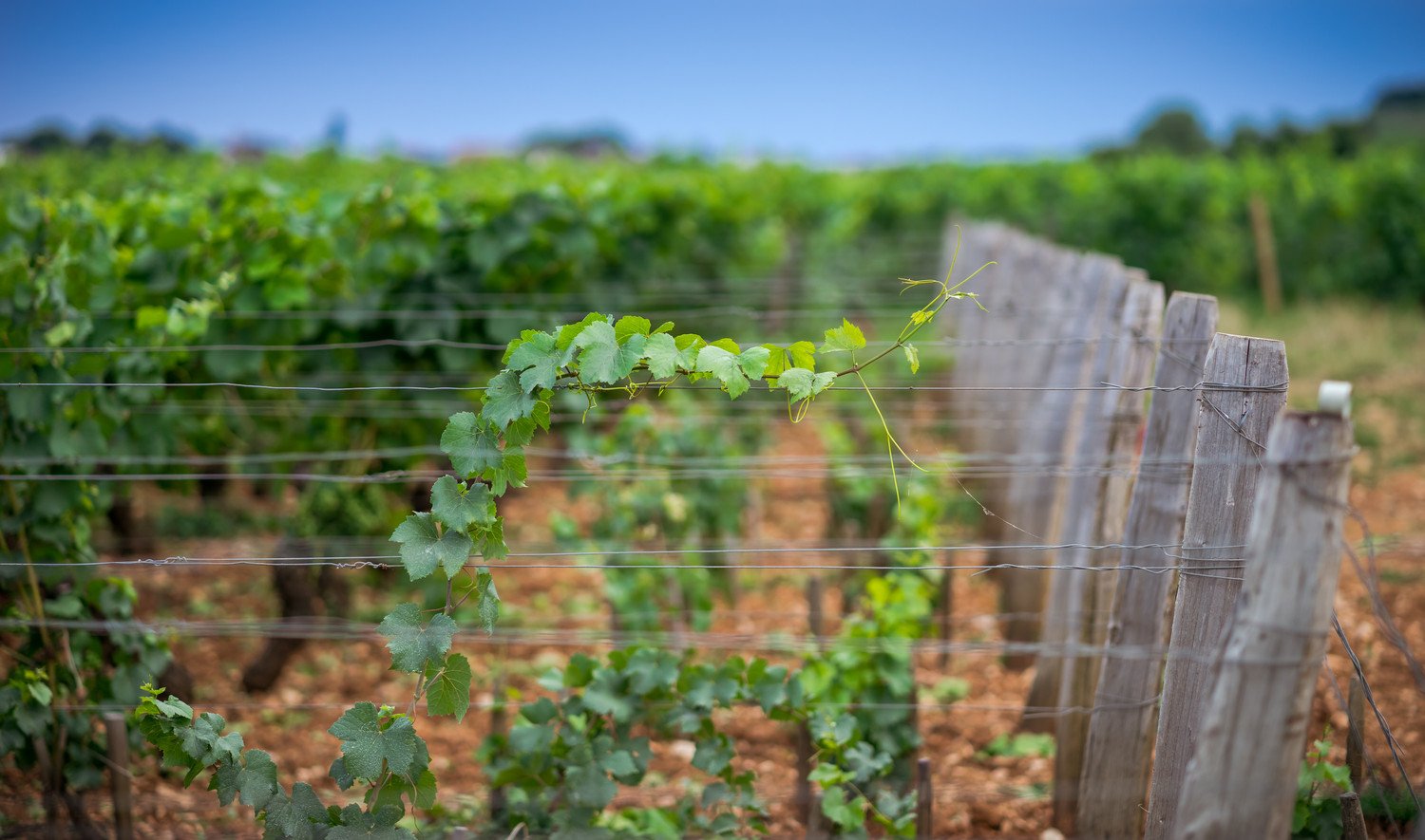 Pourquoi les vignes sont-elles tendues sur des fils ? - 2026 - 2 - palissage palissage - Pourquoi les vignes sont-elles tendues sur des fils ? - 2026 - 1