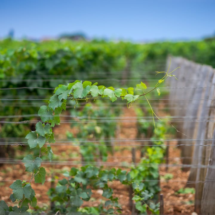 Pourquoi les vignes sont-elles tendues sur des fils ? - 2026 - 2 - palissage palissage - Pourquoi les vignes sont-elles tendues sur des fils ? - 2026 - 1