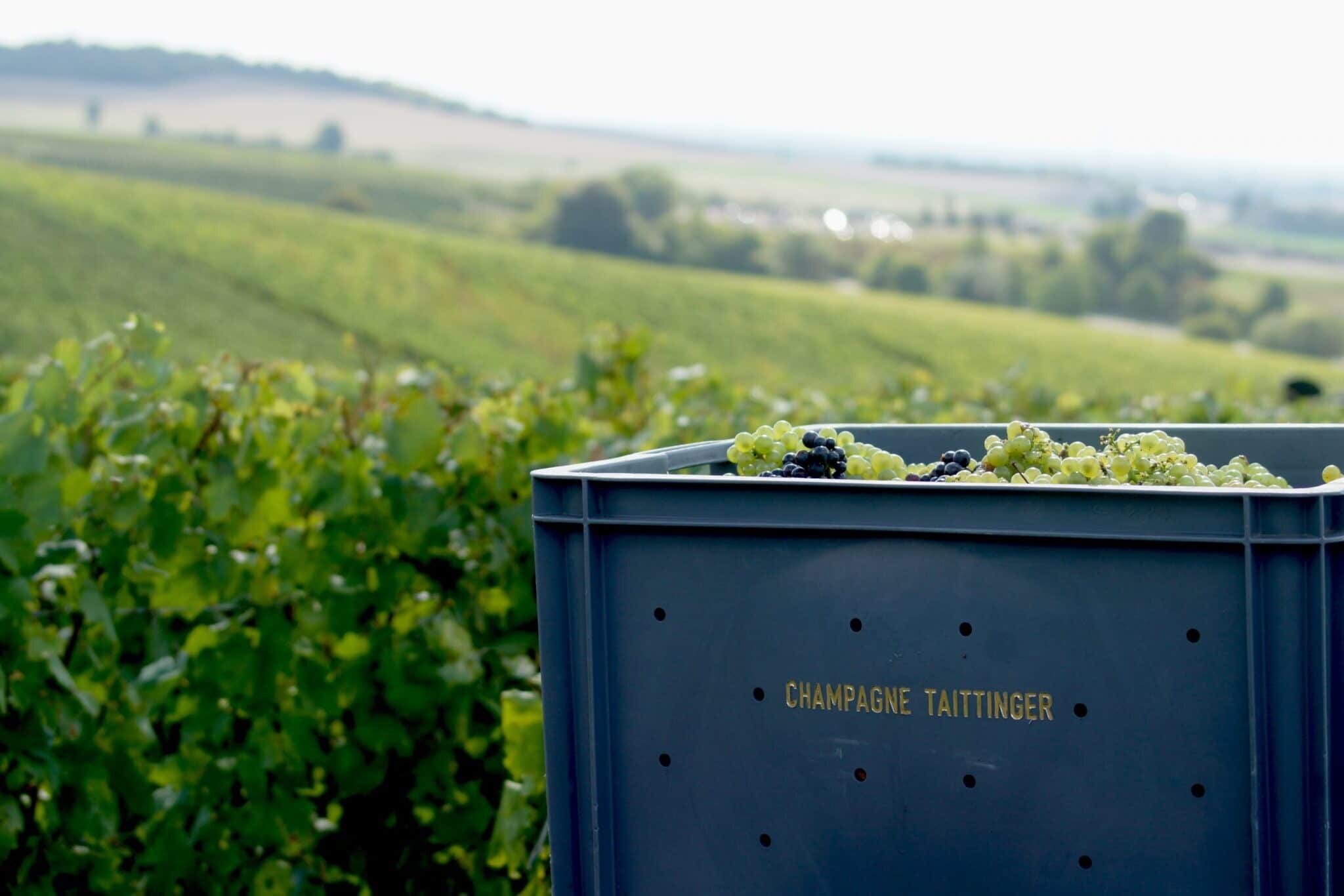 Best places to visit in Europe for wine lovers - 2026 - 5 - best places to visit in europe, best wine regions in the world, best wine countries in the world, european wine vacation, wine trips in europe Vendanges au champagne Taittinger