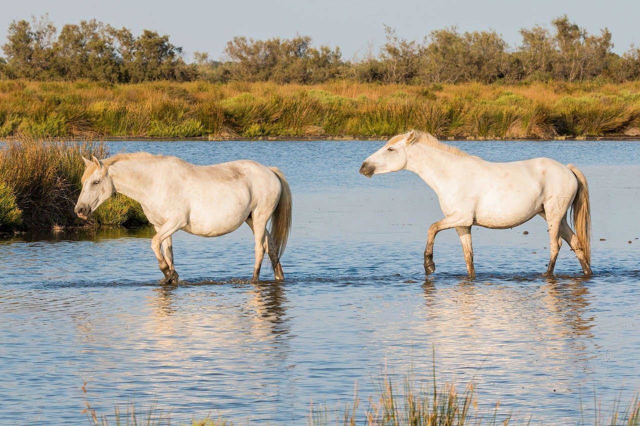 Visiter Arles : Guide des activités immanquables - 2026 - 28 - visiter arles, arles région, arles chevaux sauvages dans le parc naturel de Camargue