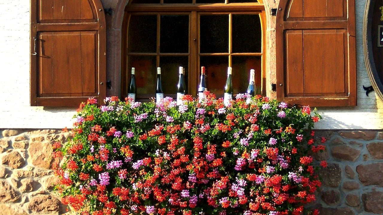 Route des vins d’Alsace : Carte et Itinéraire 3 jours - 2026 - 15 - route des vins, alsace route des vins alsace