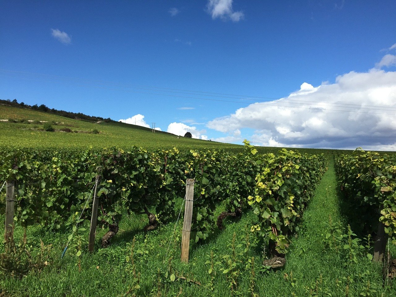 Best Things to do in Burgundy, Places & Villages to Visit - 2026 - 4 - vignes sur la Route des Grands Crus en Bourgogne