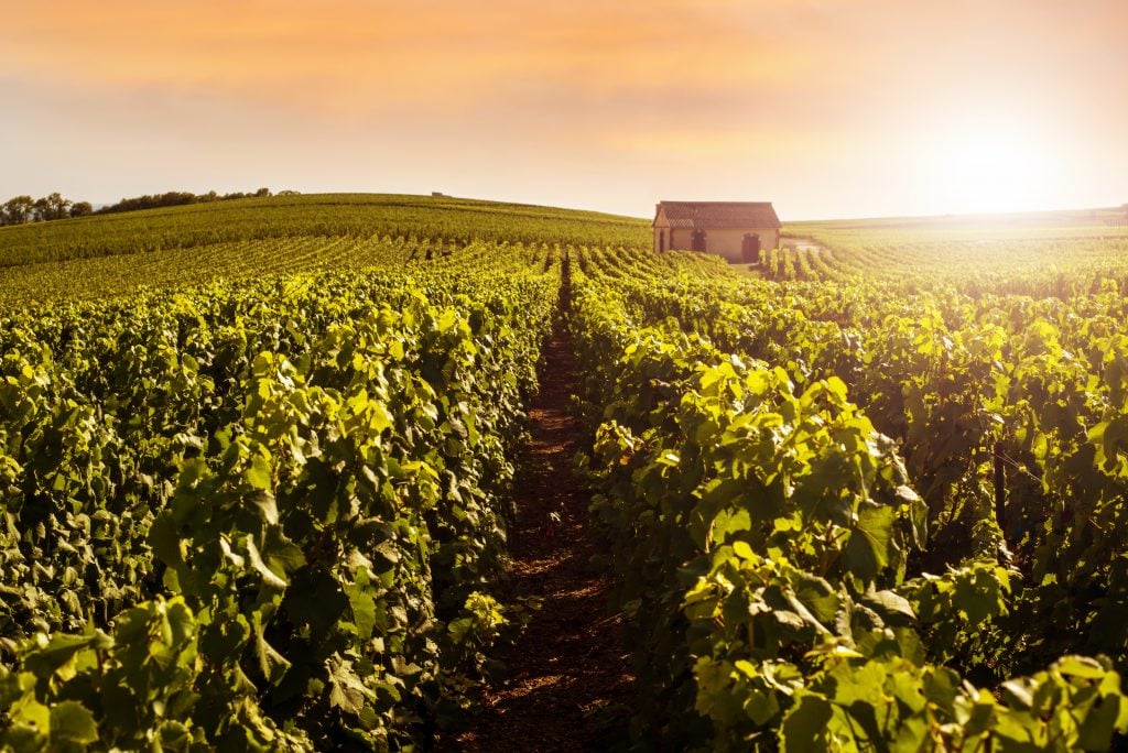 Alla scoperta delle migliori regioni vinicole francesi - 2026 - 2 - regioni vinicole francesi regioni vinicole francesi