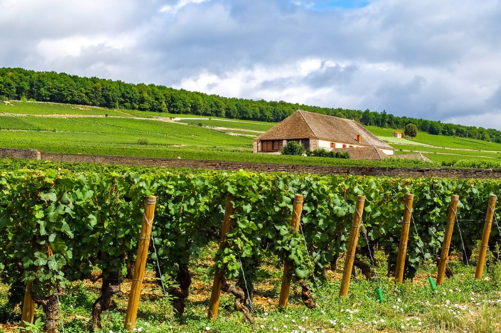 Alla scoperta delle migliori regioni vinicole francesi - 2026 - 4 - regioni vinicole francesi regioni vinicole francesi - Alla scoperta delle migliori regioni vinicole francesi - 2026 - 3