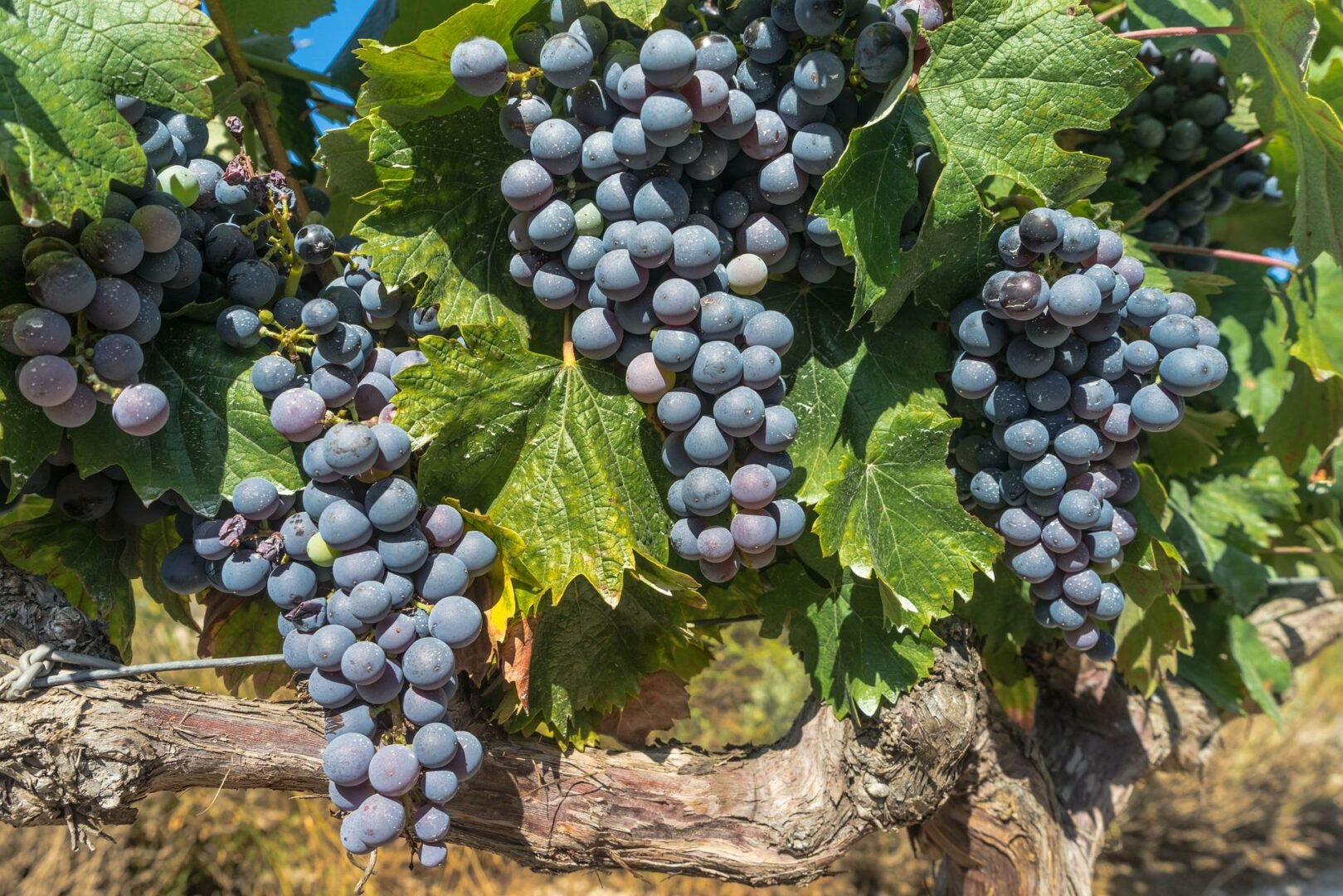Your guide to discovering 6 best wine regions of Spain - 2026 - 9 - wine regions of spain, rioja, spain wine regions, ribera del duero wine, valencia, catalonia, andalucia wine regions of spain, rioja, spain wine regions, ribera del duero wine, valencia, catalonia, andalucia - Your guide to discovering 6 best wine regions of Spain - 2026 - 8