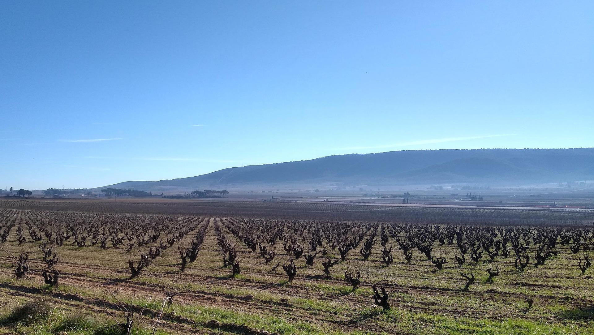 Your guide to discovering 6 best wine regions of Spain - 2026 - 15 - wine regions of spain, rioja, spain wine regions, ribera del duero wine, valencia, catalonia, andalucia wine regions of spain, rioja, spain wine regions, ribera del duero wine, valencia, catalonia, andalucia - Your guide to discovering 6 best wine regions of Spain - 2026 - 14