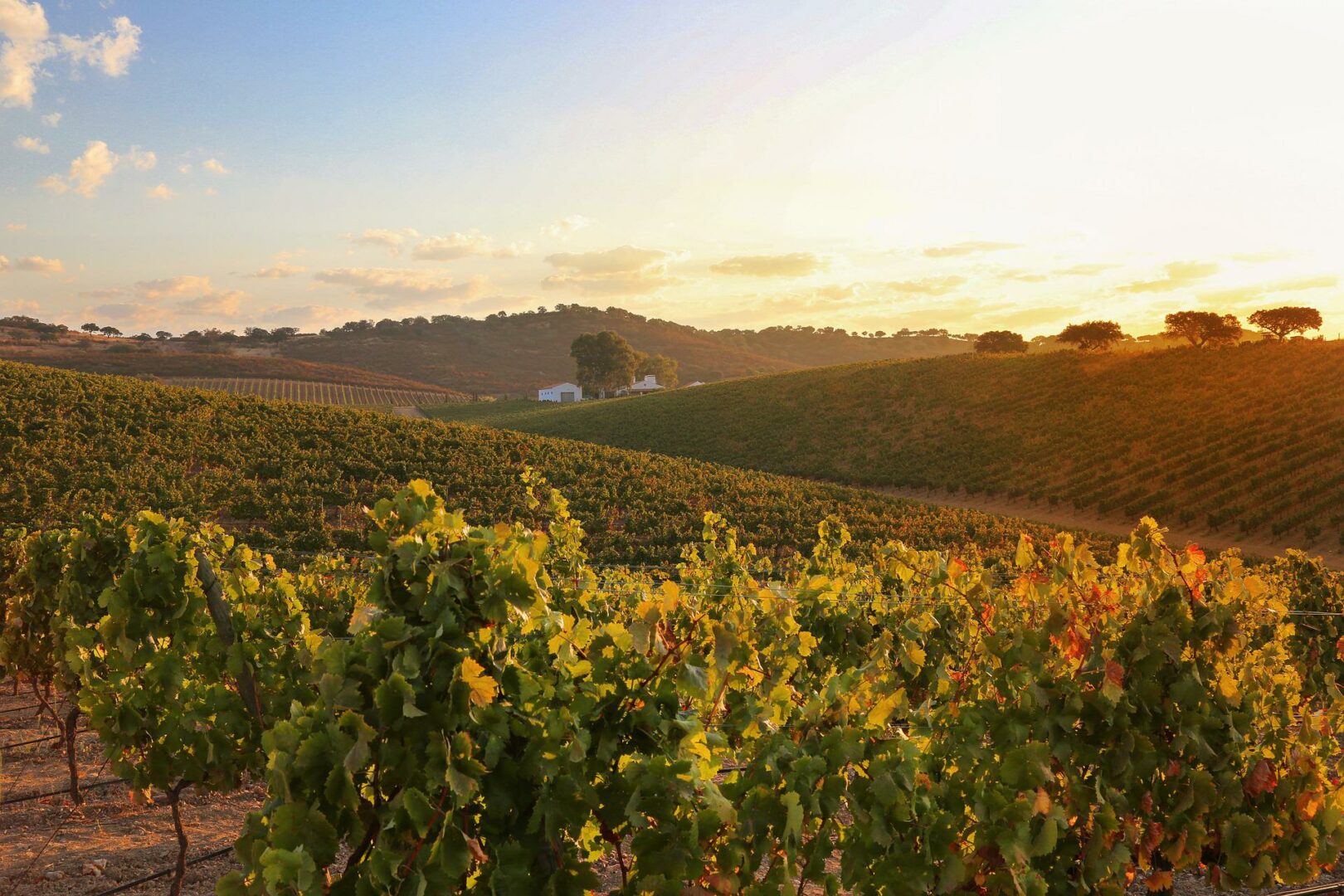 Discover the best wine regions in Portugal - 2026 - 12 - portugal wine regions, madeira wine, dao wine region, algarve wine region, alentejo wine region, lisbon wine region, vinho verde wine region, douro valley portugal wine regions, madeira wine, dao wine region, algarve wine region, alentejo wine region, lisbon wine region, vinho verde wine region, douro valley - Discover the best wine regions in Portugal - 2026 - 11