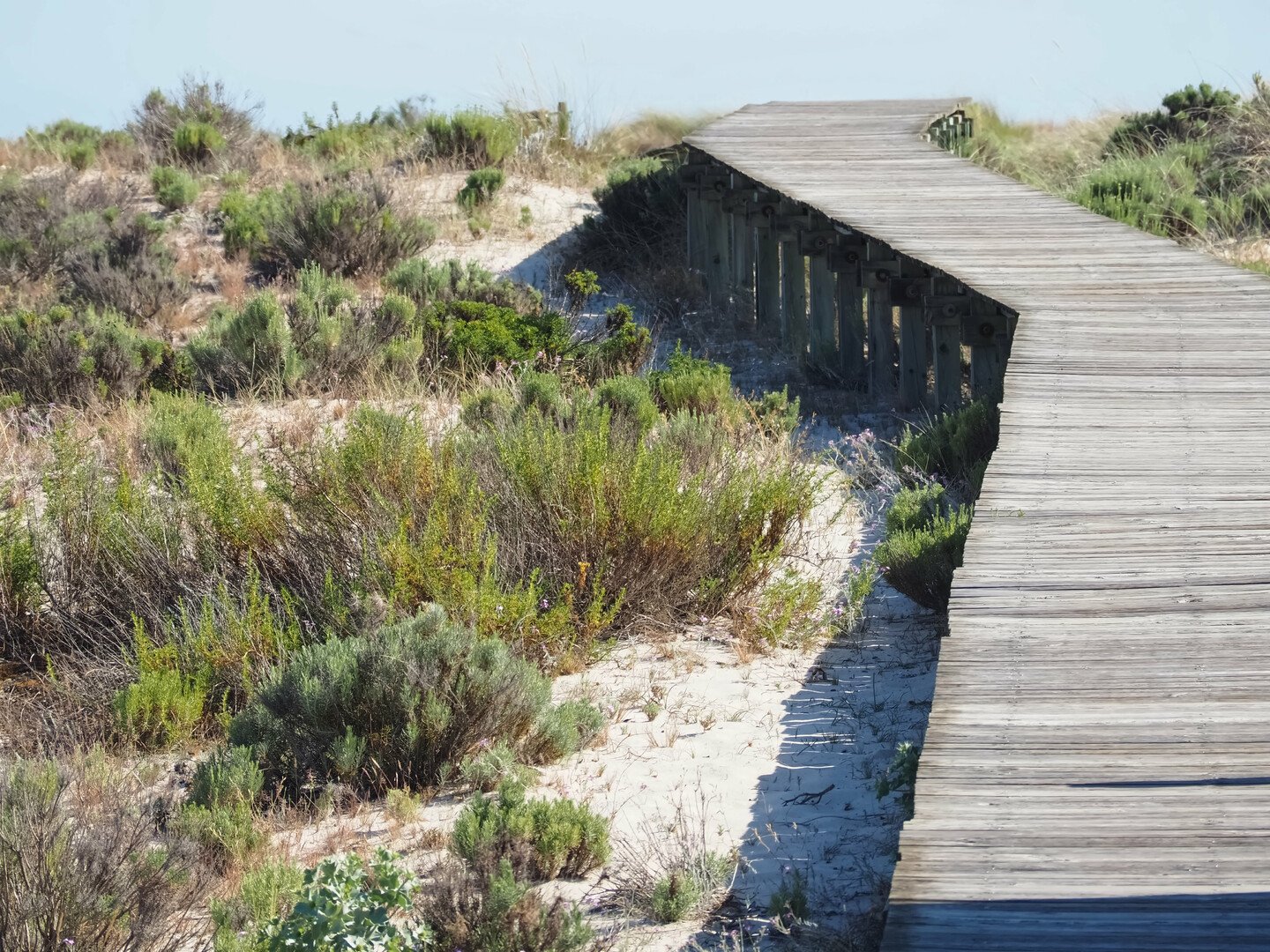 Visiter Comporta : Sable blanc, saveurs locales et ambiance bohême - 2026 - 12 - Comporta Comporta - Visiter Comporta : Sable blanc, saveurs locales et ambiance bohême - 2026 - 11